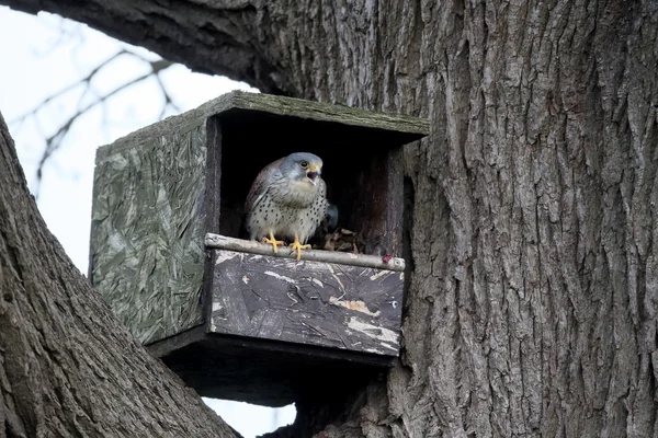 Cestrello, Falco tinnunculus — Foto Stock