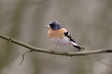 dağ ispinozu, ispinoz montifringilla