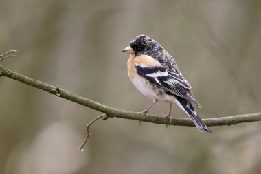dağ ispinozu, ispinoz montifringilla