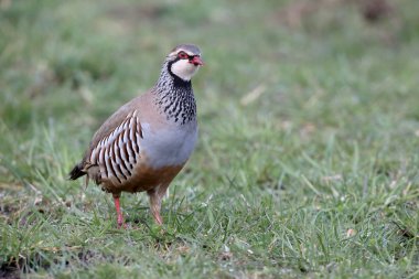 Kırmızı Ayaklı keklik alectoris rufa