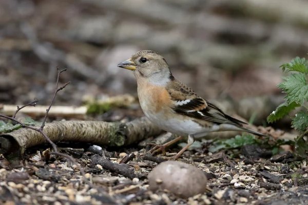 Dağ ispinozu, ispinoz montifringilla — Stok fotoğraf