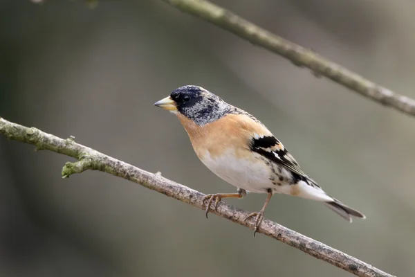 Pinzón real, fringilla montifringilla — Foto de Stock