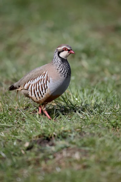 Red-legged partridge, Alectoris rufa — Stock Photo, Image