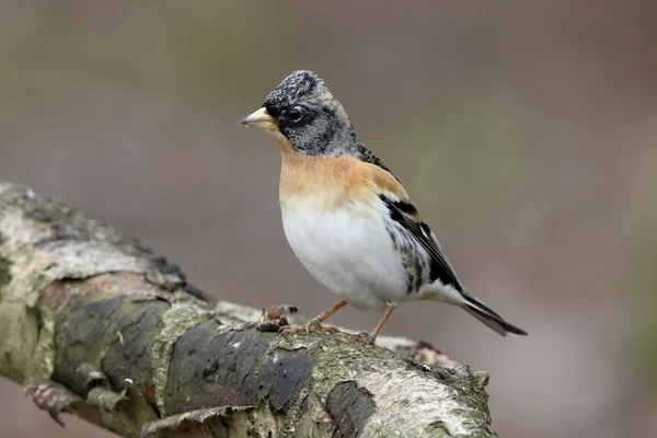 Keep, fringilla montifringilla — Stockfoto