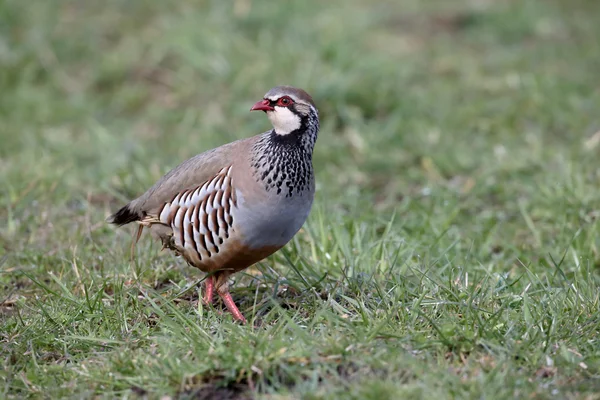 Red-legged partridge, Alectoris rufa — Stock Photo, Image