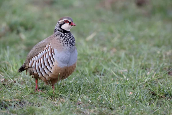 Red-legged partridge, Alectoris rufa — Stock Photo, Image