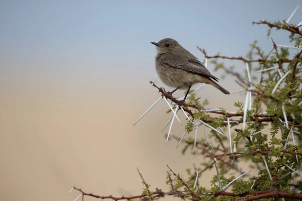 Familar chat, Cercomela familiaris — Stock fotografie