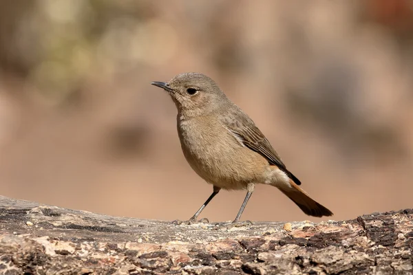 Familienchat, cercomela familiaris — Stockfoto