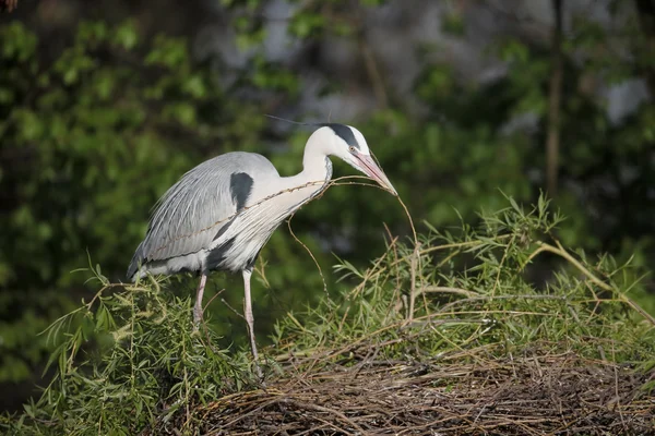 Czapla szara, Ardea cinerea — Zdjęcie stockowe