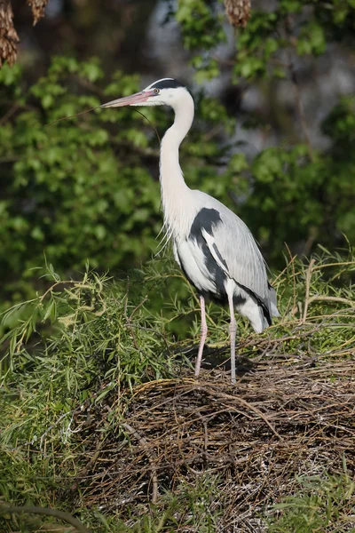 Garza gris, Ardea cinerea —  Fotos de Stock