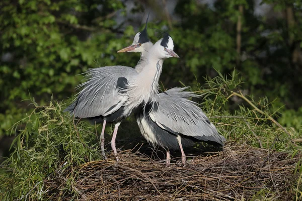 Grå häger, Ardea cinerea — Stockfoto