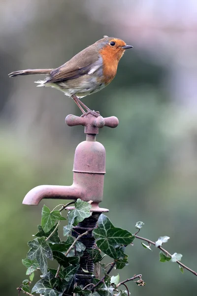 Robin, Erithacus rubecula — Stock Photo, Image