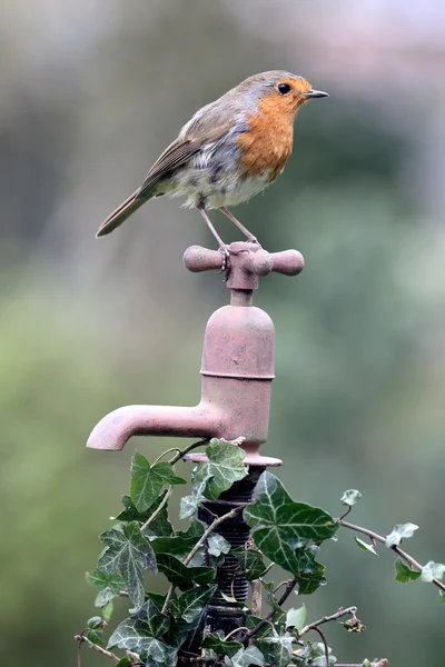 Robin, Erithacus rubecula — Stock Photo, Image