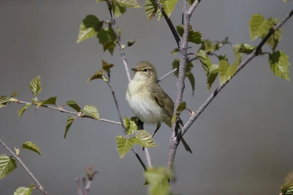 Willow warbler, Phylloscopus trochilus — Stock Photo, Image