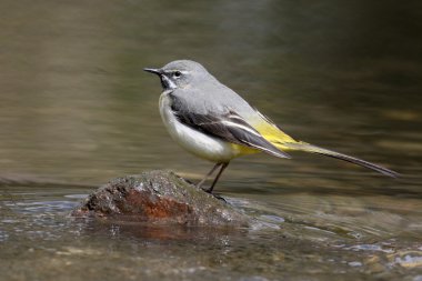 gri kuyruksallayan motacilla cinerea