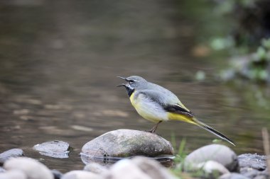 gri kuyruksallayan motacilla cinerea