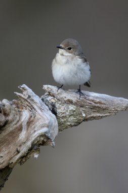 Alaca sinekkapan, ficedula hypoleuca