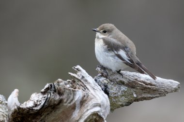 Alaca sinekkapan, ficedula hypoleuca