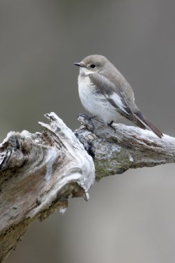 Alaca sinekkapan, ficedula hypoleuca