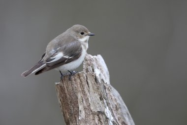 Alaca sinekkapan, ficedula hypoleuca