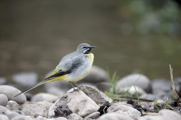 Grå Sädesärla, motacilla cinerea — Stockfoto