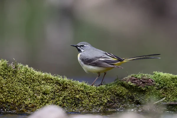 Pliszka, motacilla cinerea — Zdjęcie stockowe