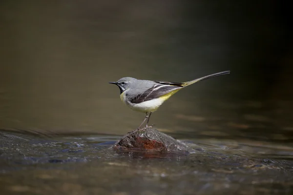 Queue d'aigle grise, Motacilla cinerea — Photo