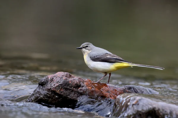 Queue d'aigle grise, Motacilla cinerea — Photo