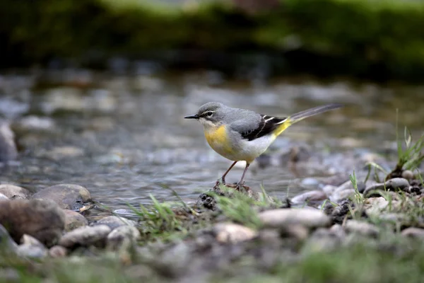 Grå Sädesärla, motacilla cinerea — Stockfoto