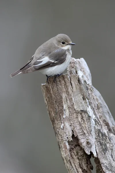 얼룩 무늬 새, Ficedula hypoleuca — 스톡 사진