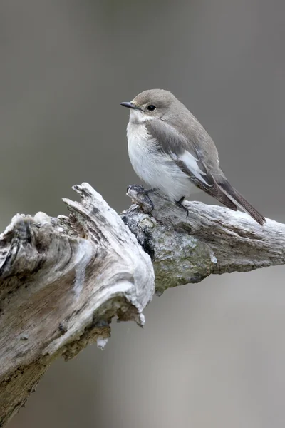 Svartvit flugsnappare ficedula hypoleuca — Stockfoto