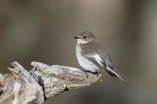 Rattenfänger, Fikedula hypoleuca — Stockfoto