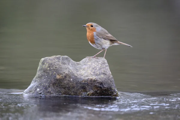 Робин, Erithacus rubecula — стоковое фото