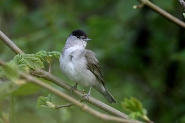 ötleğen sylvia atricapilla