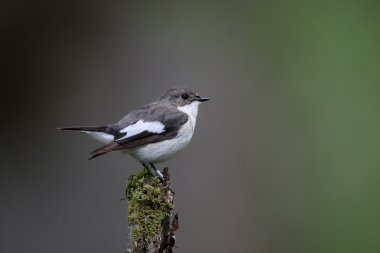 Alaca sinekkapan, ficedula hypoleuca