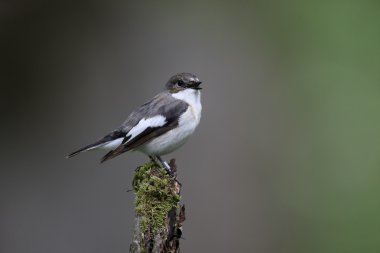 Alaca sinekkapan, ficedula hypoleuca