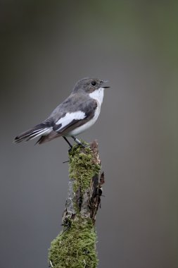 Alaca sinekkapan, ficedula hypoleuca