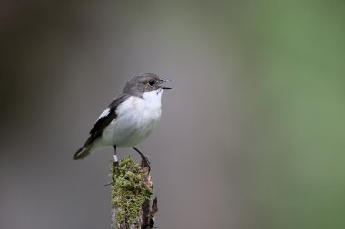 Alaca sinekkapan, ficedula hypoleuca