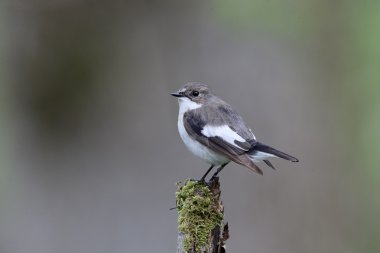 Alaca sinekkapan, ficedula hypoleuca