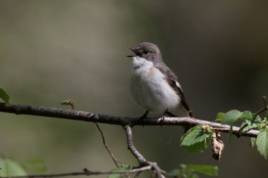 Alaca sinekkapan, ficedula hypoleuca