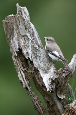 Alaca sinekkapan, ficedula hypoleuca