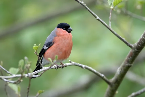 Chardonneret, Pyrrhula pyrrhula — Photo