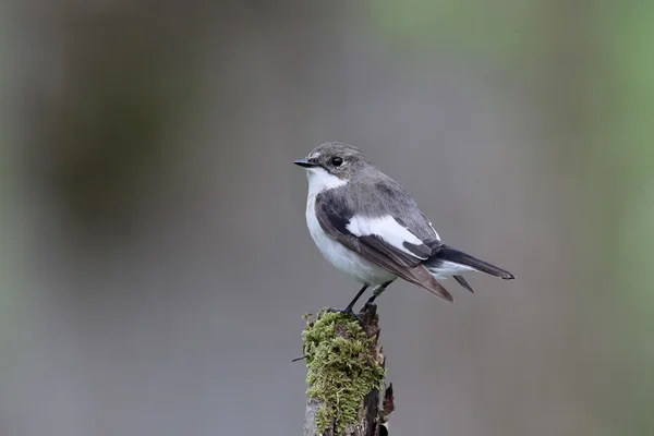 얼룩 무늬 새, Ficedula hypoleuca — 스톡 사진