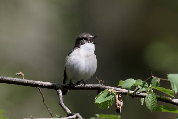 Rattenfänger, Fikedula hypoleuca — Stockfoto