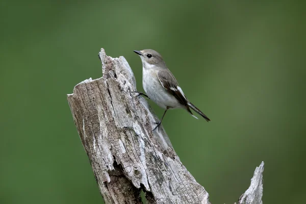 Rattenfänger, Fikedula hypoleuca — Stockfoto