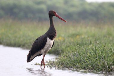 siyah leylek, ciconia nigra