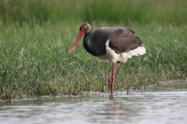 siyah leylek, ciconia nigra
