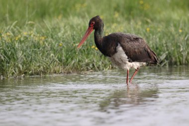 siyah leylek, ciconia nigra