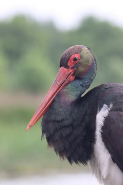 siyah leylek, ciconia nigra