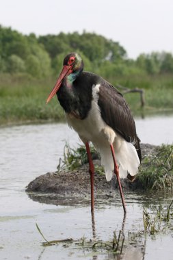 siyah leylek, ciconia nigra